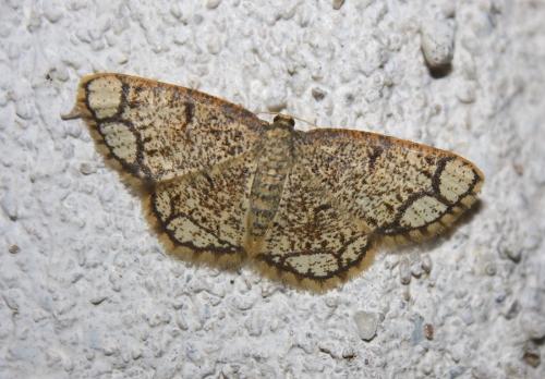 Stegania cararia
